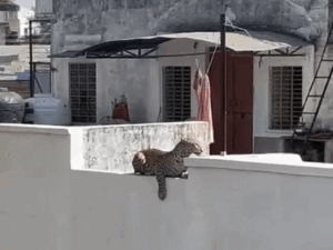 cover17-2_1773301418.gif