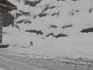 gifs17_1773847578.gif
