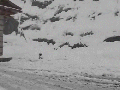 gifs17_1773847578.gif