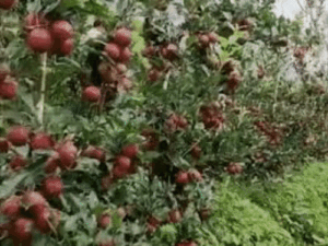comp-114-3_1777362930.gif