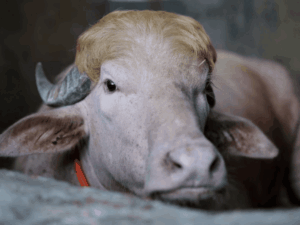 gifmagicsite-2026-05-28t113550218_1779947630.gif
